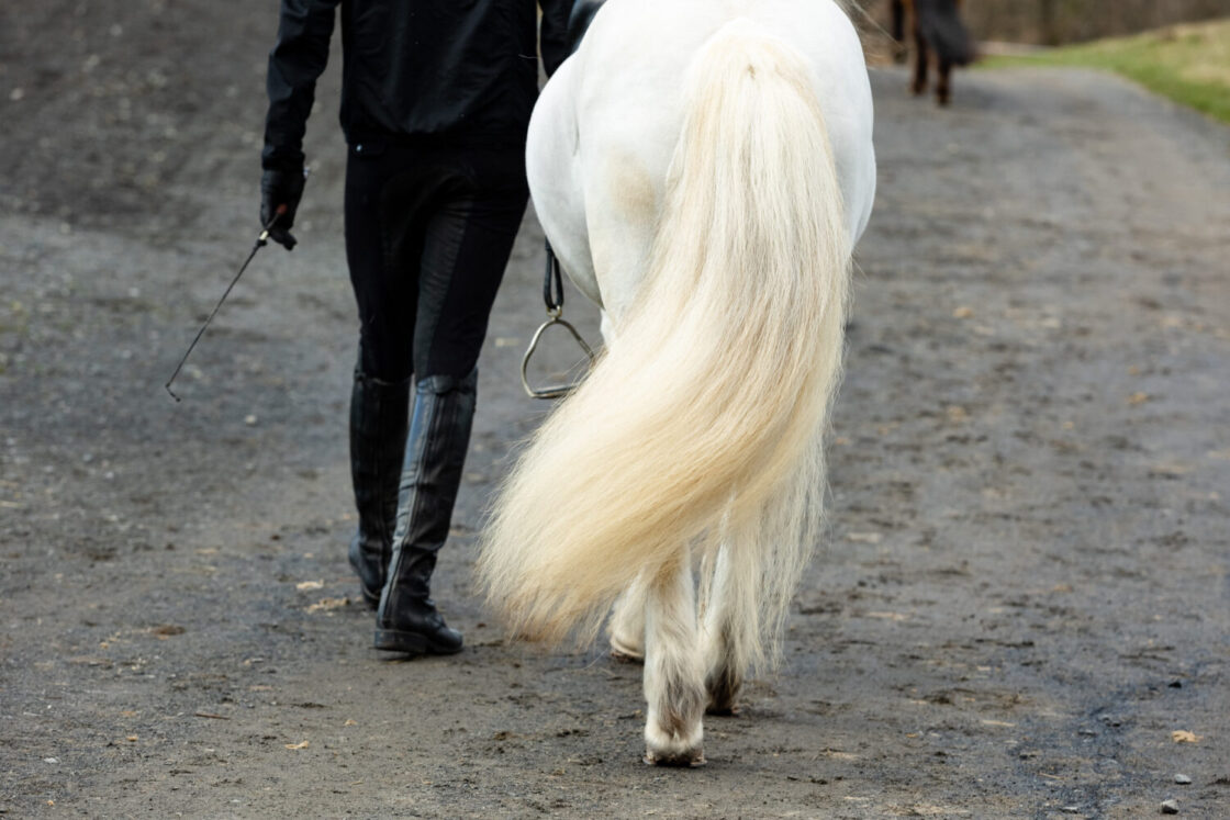 Pferd und Reiter_Foto von Nicole Heiling Photography